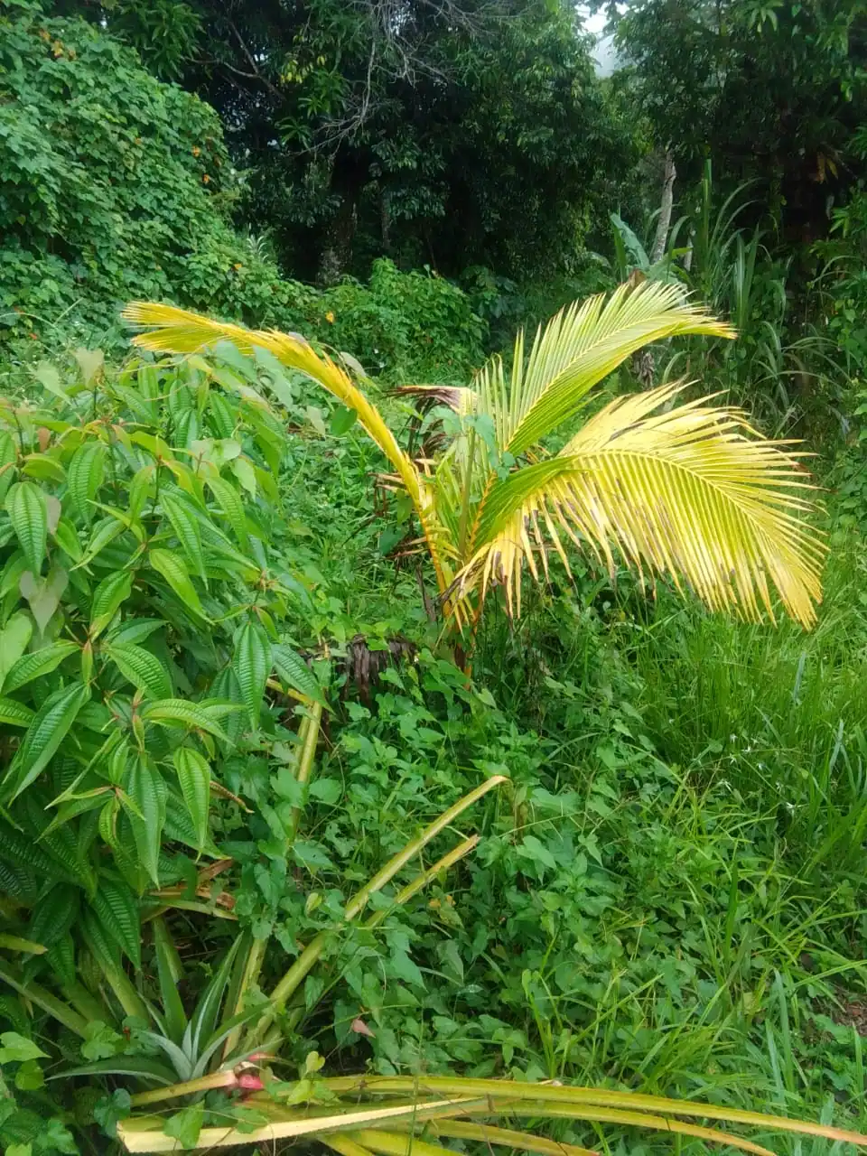 Lush greenery on the jamaican countryside.