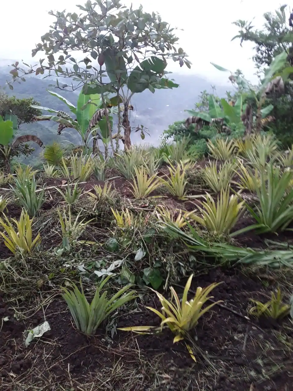 Plants in jamaica in front of two cocoa trees.