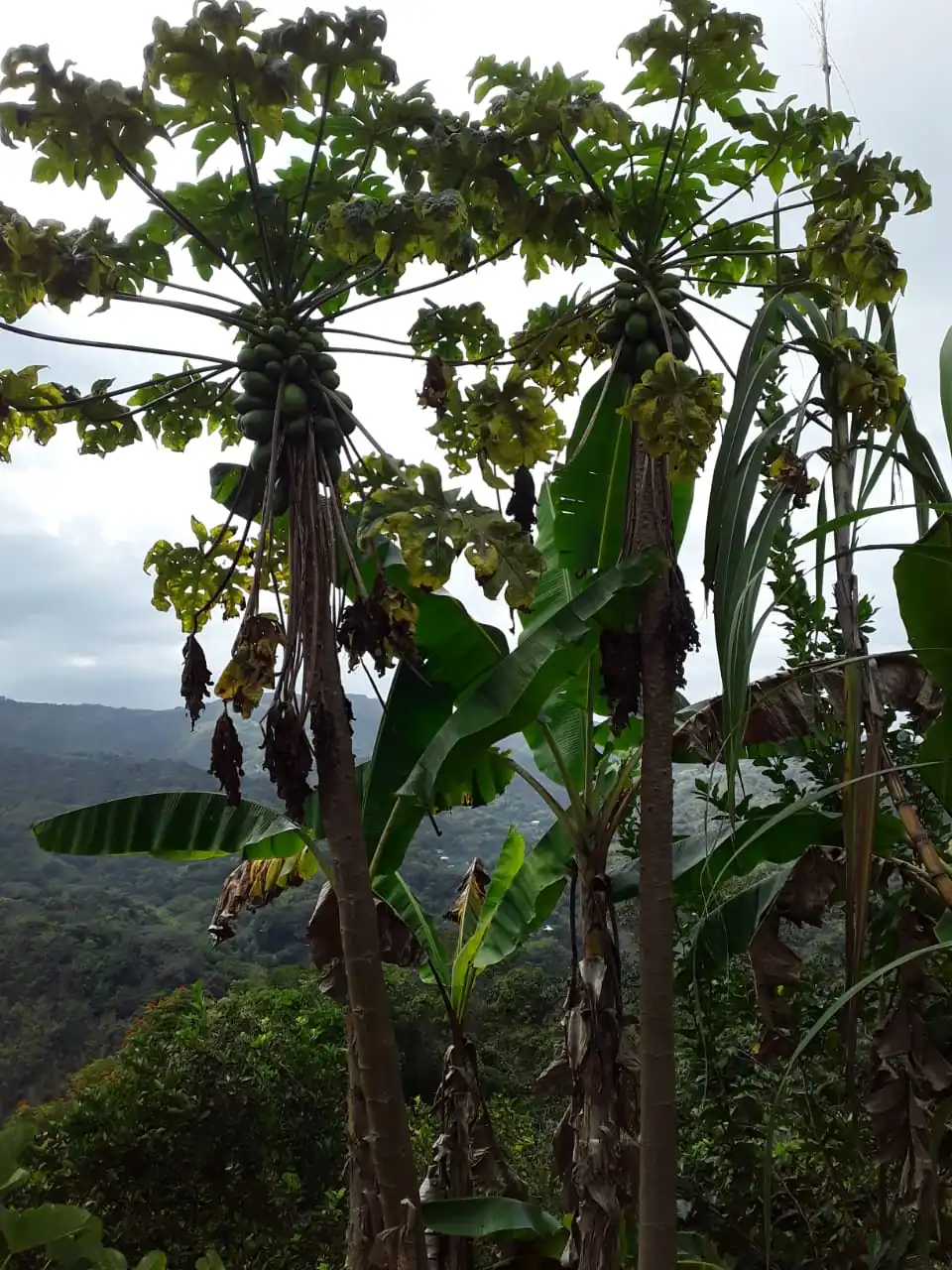 Two tall trees on the side of a tall mountain in Jamaica.